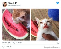fotoinet Potret Kocak Tingkah Hewan Ketahuwan Curi Makanan