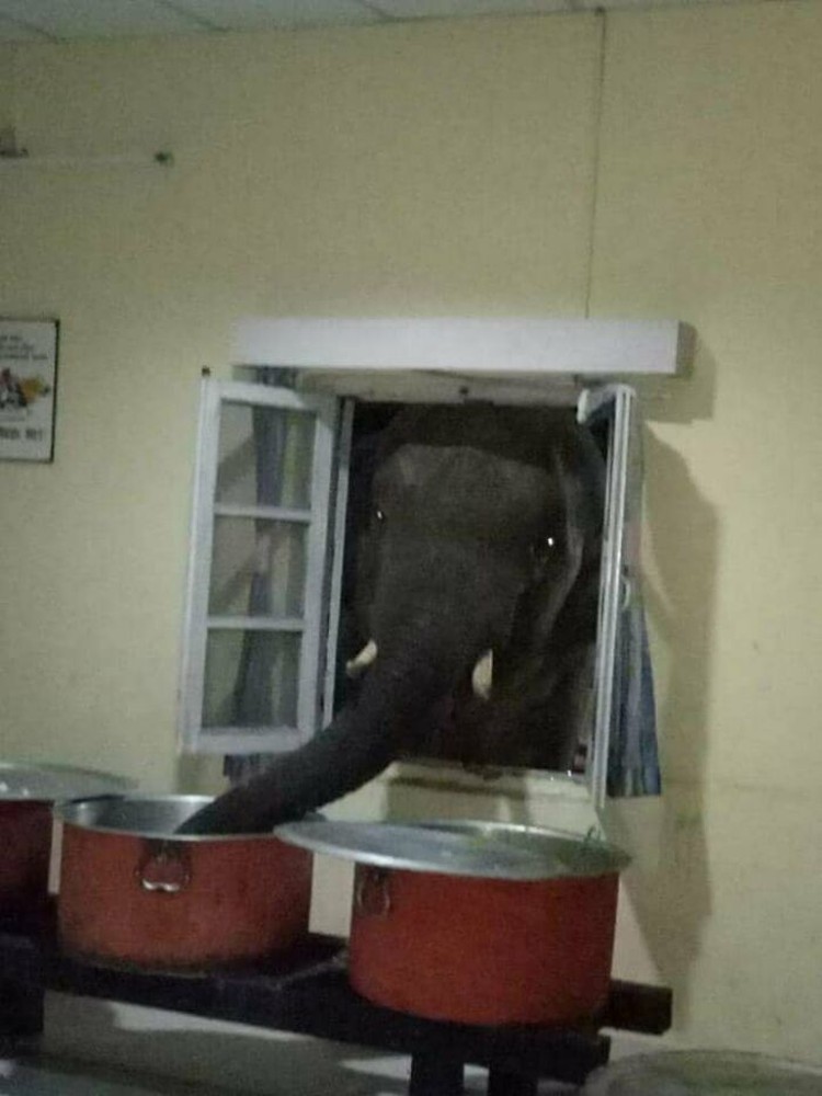 fotoinet Potret Kocak Tingkah Hewan Ketahuwan Curi Makanan