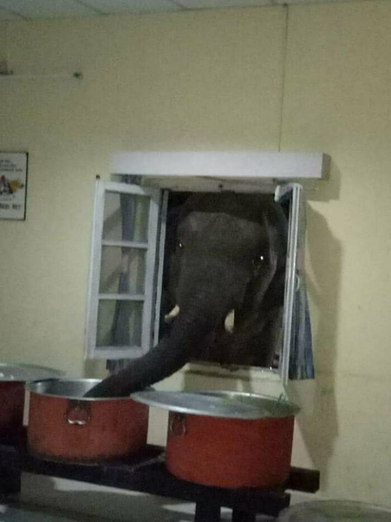 fotoinet Potret Kocak Tingkah Hewan Ketahuwan Curi Makanan