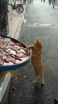 fotoinet Potret Kocak Tingkah Hewan Ketahuwan Curi Makanan