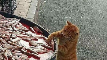 Segar nih ikan-ikannya, comot satu deh. Foto: Brightside