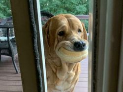 Potret Kocak Tingkah Hewan Ketahuan Curi Makanan