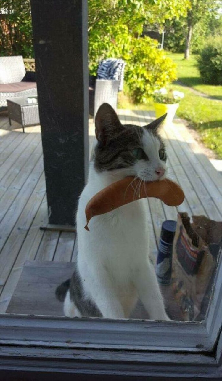 fotoinet Potret Kocak Tingkah Hewan Ketahuwan Curi Makanan