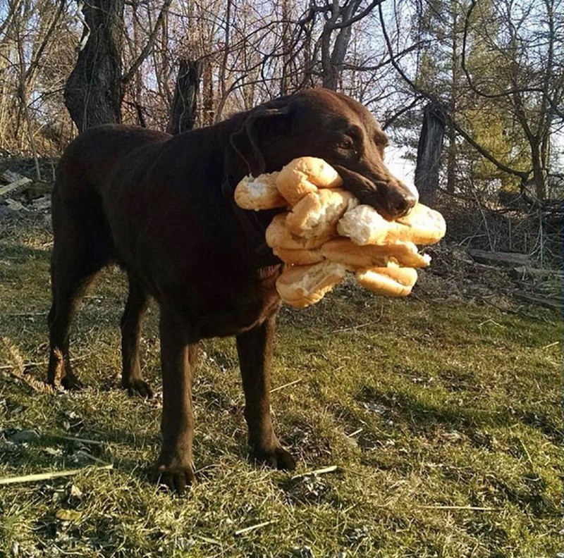 fotoinet Potret Kocak Tingkah Hewan Ketahuwan Curi Makanan
