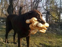 Potret Kocak Tingkah Hewan Ketahuan Curi Makanan