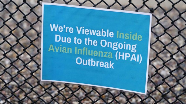 Mengutip AP, kebun binatang di berbagai wilayah Amerika Utara menyembunyikan koleksi burung mereka imbas merebaknya flu burung di kawasan tersebut. (AP Photo/Charlie Neibergall).
