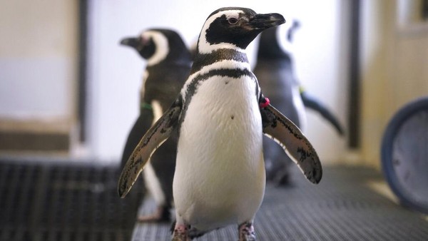Sementara itu, penguin mungkin jadi satu-satunya burung yang dapat dilihat pengunjung di banyak kebun binatang saat ini. (AP Photo/Charlie Neibergall)