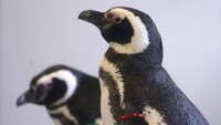 Pasalnya, kandang penguin biasanya telah terlindungi di balik kaca sehingga flu burung lebih sulit menjangkau mereka. (AP Photo/Charlie Neibergall)