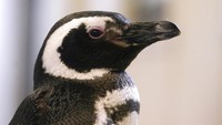 Sejauh ini, belum ada wabah yang dilaporkan di kebun binatang, tetapi ada burung liar yang ditemukan mati karena flu. Juru bicara kebun binatang, Ryan Bickel, mengatakan bebek liar yang mati di area belakang Kebun Binatang Blank Park di Des Moines, Iowa, setelah tornado bulan lalu dinyatakan positif. (AP Photo/Charlie Neibergall)