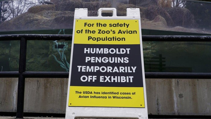 Wilayah Amerika Serikat tengah digegerkan dengan penyebaran flu burung. Kondisi itu sebabkan sejumlah kebun binatang di AS menyembunyikan koleksi burung mereka.