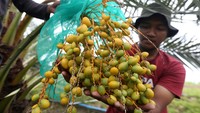 Buah kurma muda tersebut dapat diolah menjadi minuman jus sebagai menu berbuka puasa pada bulan Ramadan.