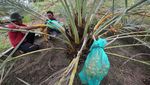 Bukan di Timur Tengah, Kurma Ini Dipanen di Aceh