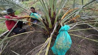 Buah kurma muda hasil panen di Aceh Besar itu dijual Rp 450 ribu per kilogram.
