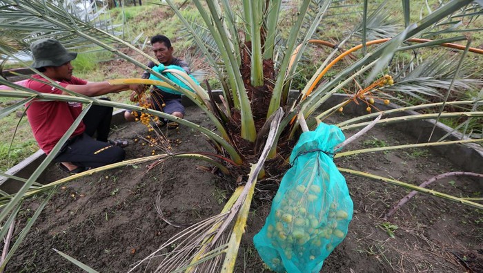 Melihat Panen Kurma di Aceh Pekerja memanen buah kurma di perkebunan Taman Kurma Pelangi, lembah Berbate, Aceh Besar, Aceh, Rabu (6/4/2022). Buah kurma muda hasil panen di Aceh Besar itu dijual Rp450 ribu per kilogram untuk diolah menjadi minuman jus sebagai menu berbuka puasa pada bulan Ramadhan. ANTARA FOTO / Irwansyah Putra/aww.