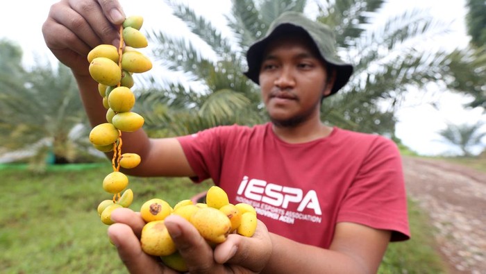 Melihat Panen Kurma di Aceh Pekerja memanen buah kurma di perkebunan Taman Kurma Pelangi, lembah Berbate, Aceh Besar, Aceh, Rabu (6/4/2022). Buah kurma muda hasil panen di Aceh Besar itu dijual Rp450 ribu per kilogram untuk diolah menjadi minuman jus sebagai menu berbuka puasa pada bulan Ramadhan. ANTARA FOTO / Irwansyah Putra/aww.