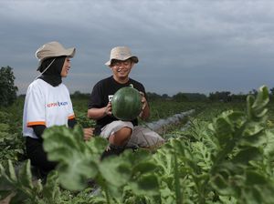 Begini Cara Pupuk Kaltim Dorong Milenial Terjun ke Pertanian