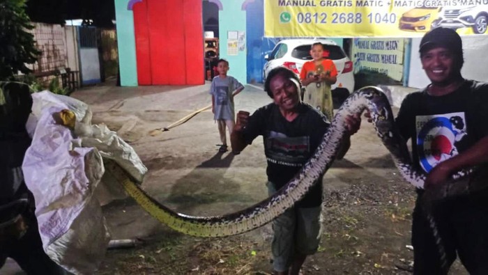 Ular piton ditangkap warga di Desa Klepu, Kecamatan Ceper, Klaten.