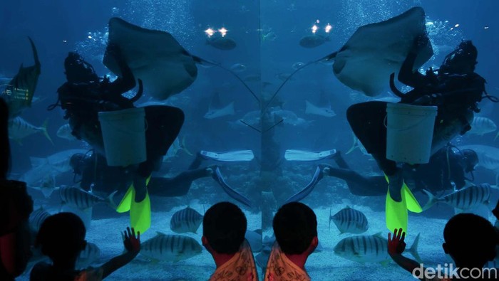 Yuk! Ngabuburit Sambil Melihat Pemberian Pakan Ikan Jakarta Aquarium & Safari (JAQS) menyajikan banyak keseruan bagi masyarakat yang ingin menghabiskan waktu sambil menunggu berbuka puasa. Yuk lihat.