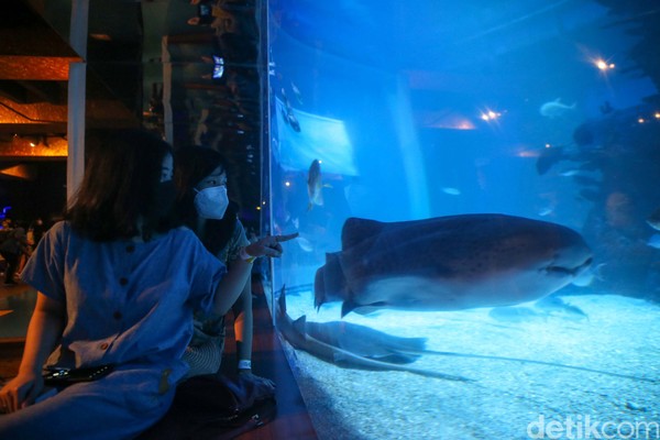 Main ke Jakarta Aquarium kali ini kamu tidak akan hanya menemui beraam ikan saja ( Grandyos Zafna)