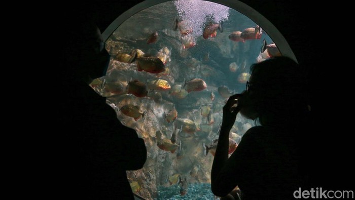 Jakarta Aquarium & Safari (JAQS) menyajikan banyak keseruan bagi masyarakat yang ingin menghabiskan waktu sambil menunggu berbuka puasa. Yuk lihat.
