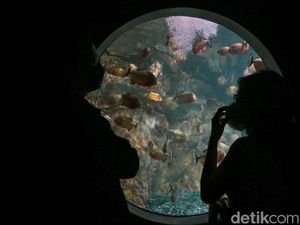 Yuk! Ngabuburit Sambil Melihat Pemberian Pakan Ikan