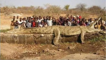Buaya raksasa. Foto: Reddit