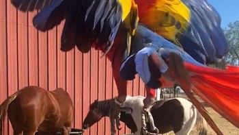 Burung mencengkram kuda. Foto: Reddit