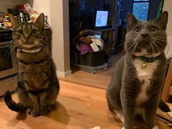 Coba Perhatikan Lagi Foto Ini, Jangan Sampai Terkecoh