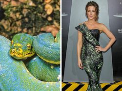 Ketika Gaun Para Seleb Dunia Dibandingkan dengan Hewan