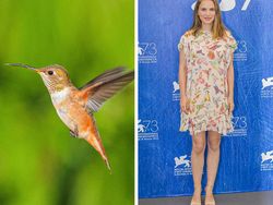 Ketika Gaun Para Seleb Dunia Dibandingkan dengan Hewan