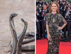 Ketika Gaun Para Seleb Dunia Dibandingkan dengan Hewan