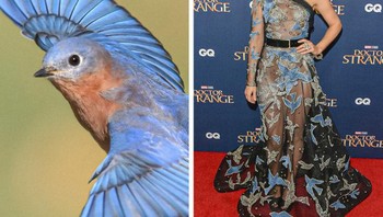 Gaun cantik Rachel Adams terinpirasi dari burung biru. Foto: Brightside