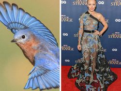 Ketika Gaun Para Seleb Dunia Dibandingkan dengan Hewan