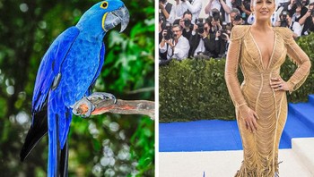 Blake Lively, bagian bawah gaunnya terinpirasi dari warna burung nuri biru. Foto: Brightside