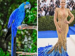 Ketika Gaun Para Seleb Dunia Dibandingkan dengan Hewan