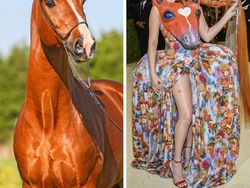 Ketika Gaun Para Seleb Dunia Dibandingkan dengan Hewan