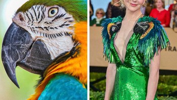 Nicole Kidman, terinpirasi dari burung nuri macaw. Foto: Brightside