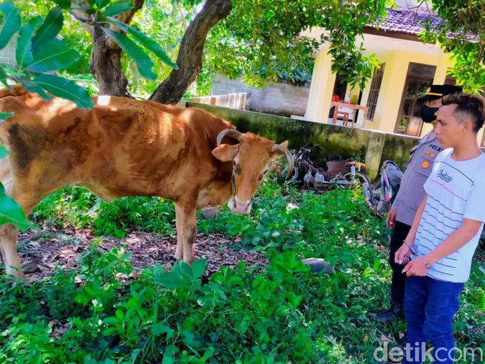 Pelaku dan sapi yang dicuri di Situbondi