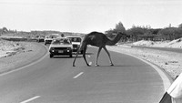 Pembangunan Dubai mulai berkembang pesat saat sumber minyak ditemukan pada tahun 1966. (AP Photo).