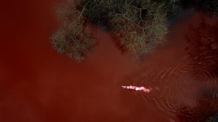 Olympic and world champion Ruta Meilutyte swims across a pond colored red to signify blood, in front of the Russian embassy in Vilnius, Lithuania, Wednesday, April 6, 2022. (AP Photo/Andrius Repsys)