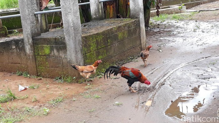 Ayam di Polsek Imogiri, Bantul