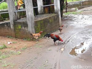 Maling Ayam di Bantul Ini Terlacak Gegara HPnya Ketinggalan di Kandang