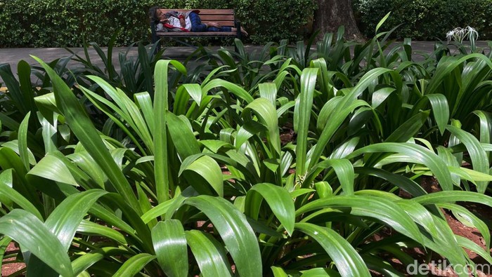 Beristirahat Sejenak untuk Pulihkan Tenaga di Bulan Puasa Sejumlah tempat duduk yang berada di kawasan Tebet, Jakarta, jadi tempat istirahat warga di bulan puasa. Mereka beristirahat sejenak untuk memulihkan tenaga.