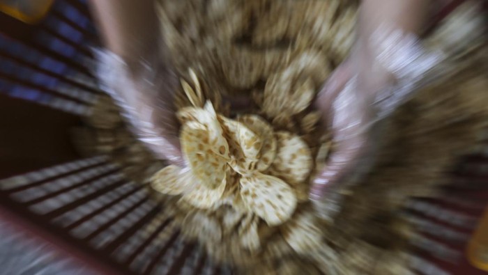 Gurih, Permintaan Keripik Tempe Meningkat Saat Ramadan Pekerja memilah keripik tempe sagu untuk dikemas di Pawon Mutiara, Depok, Jawa Barat, Kamis (7/4/2022). Permintaan produksi keripik tempe sagu saat bulan Ramadhan mengalami kenaikan dari biasanya 100 kilogram per hari menjadi 200 kilogram per hari dengan harga jual Rp50 ribu - Rp70 ribu per kilogram tergantung kualitas. ANTARA FOTO/Asprilla Dwi Adha/wsj.