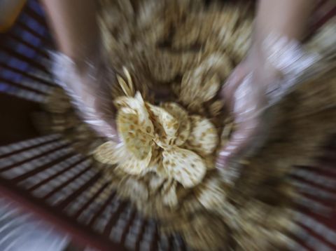 Pekerja memilah keripik tempe sagu untuk dikemas di Pawon Mutiara, Depok, Jawa Barat, Kamis (7/4/2022). Permintaan produksi keripik tempe sagu saat bulan Ramadhan mengalami kenaikan dari biasanya 100 kilogram per hari menjadi 200 kilogram per hari dengan harga jual Rp50 ribu - Rp70 ribu per kilogram tergantung kualitas. ANTARA FOTO/Asprilla Dwi Adha/wsj.