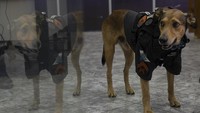 Kehadiran Cabo Olveira mencuri perhatian. Seperti halnya polisi yang lain, Olveira juga turut mengenakan seragam polisi.  