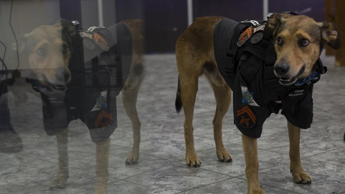 Petugas polisi khusus di Rio de Janeiro, Brasil, mencuri sorotan. Pasalnya, petugas itu merupakan anjing polisi bernama Cabo Olveira. Penasaran apa tugasnya?