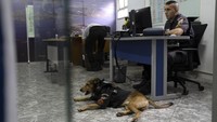Olveira pun kemudian dirawat dan diadopsi oleh para petugas polisi di stasiun batalion tersebut.