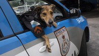 Anjing polisi yang juga dikenal dengan nama Petugas Olveira ini pun jadi salah satu polisi favorit warga di Rio de Janeiro.