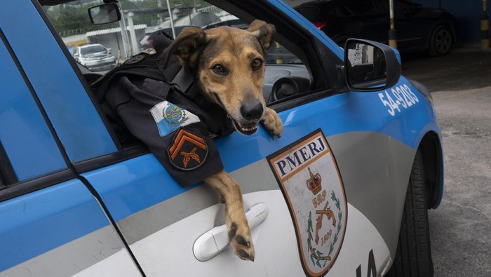 Petugas polisi khusus di Rio de Janeiro, Brasil, mencuri sorotan. Pasalnya, petugas itu merupakan anjing polisi bernama Cabo Olveira. Penasaran apa tugasnya?